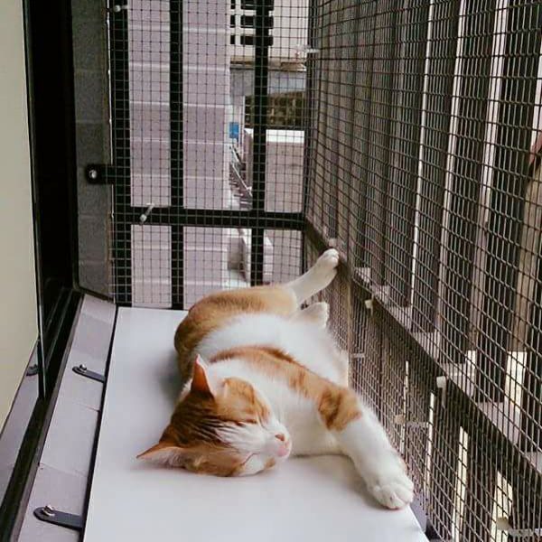 貓咪門窗戶防護竟然這麼簡單 - 防貓墜樓懶人包