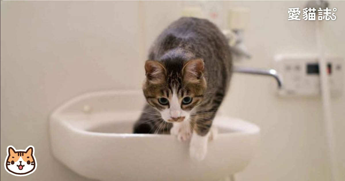 貓需要洗澡嗎？貓多久洗一次澡？