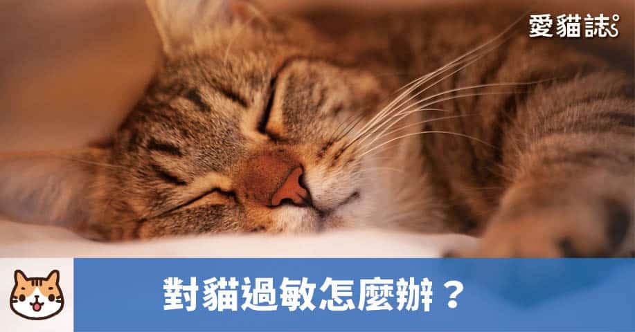 對貓過敏怎麼辦？