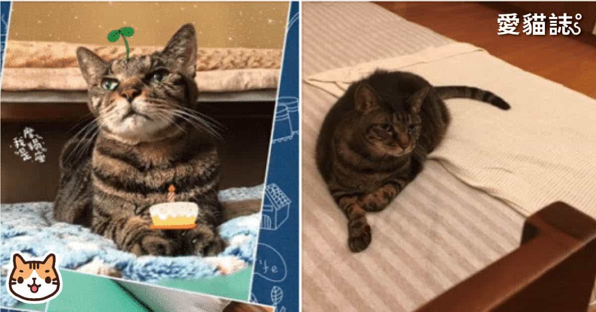 老貓腎貓腎衰竭照護心得分享，養了21年的腎貓