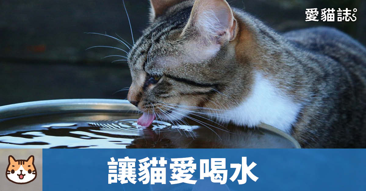 貓咪不喝水容易腎衰竭？簡單7招讓貓重新愛上喝水