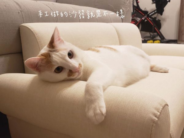 不再擔心貓咪抓沙發，這樣做就對了