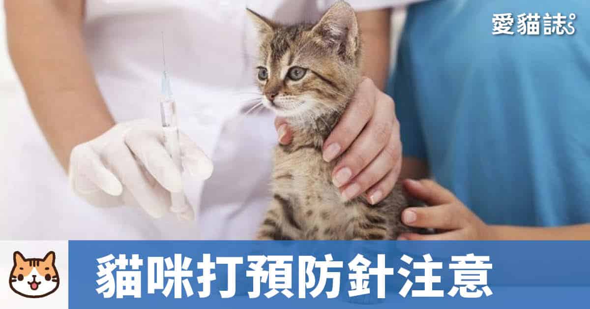 貓一定要打預防針嗎？貓咪疫苗多久打一次-養貓新手必讀