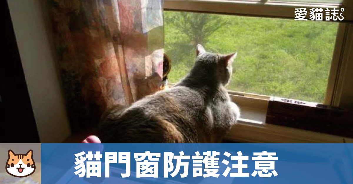 貓咪門窗防護 – 防貓墜樓懶人包