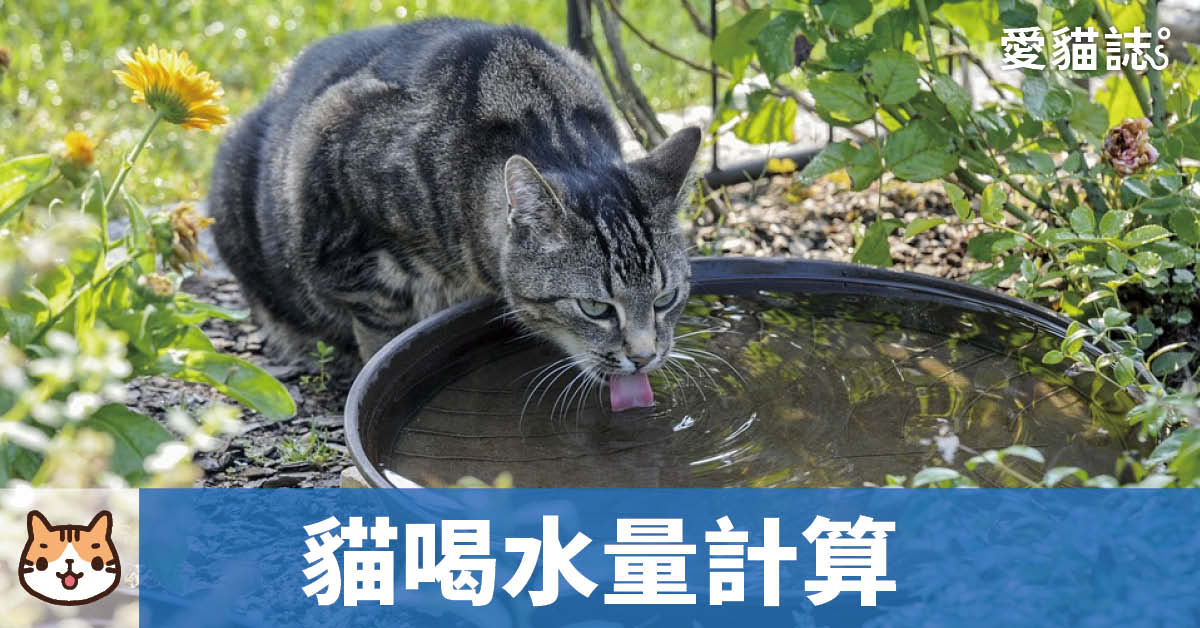 貓咪每日喝水量計算