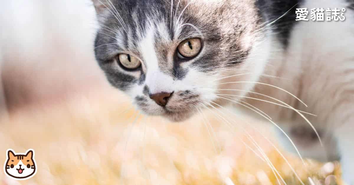 如何判斷貓咪老化，貓咪老化有哪些症狀?