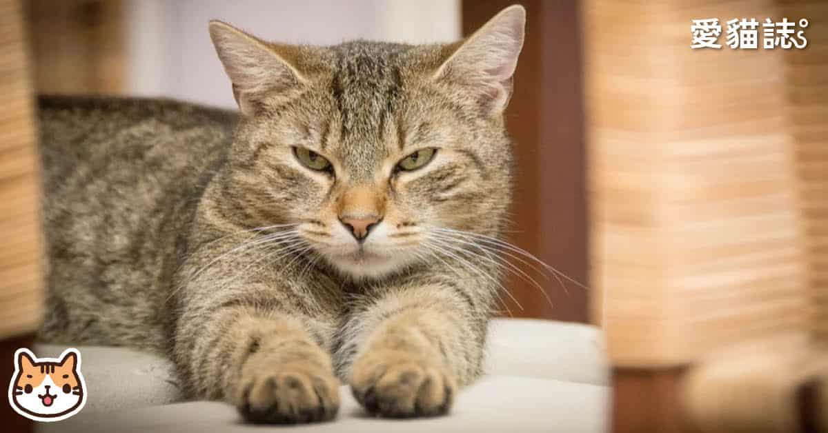 如何判斷貓咪老了，貓老化行為有哪些?