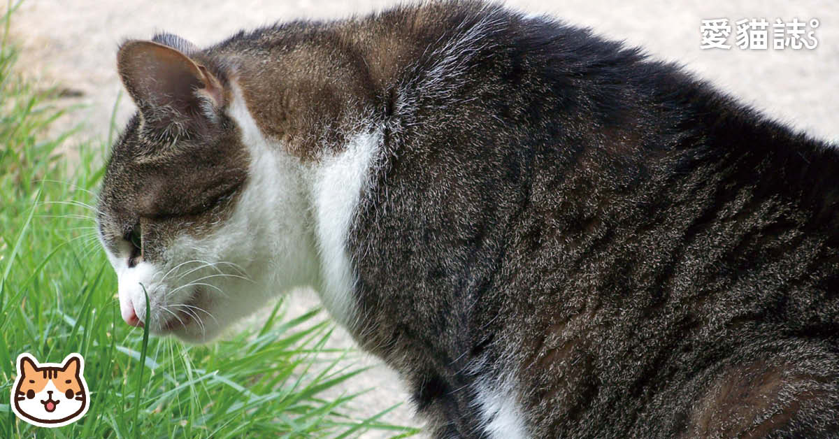 貓咪為什麼要吃小麥草，如何種植小麥草？