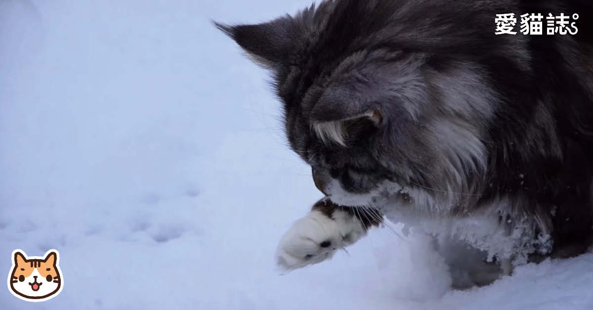 貓小隊-豆腐雪砂