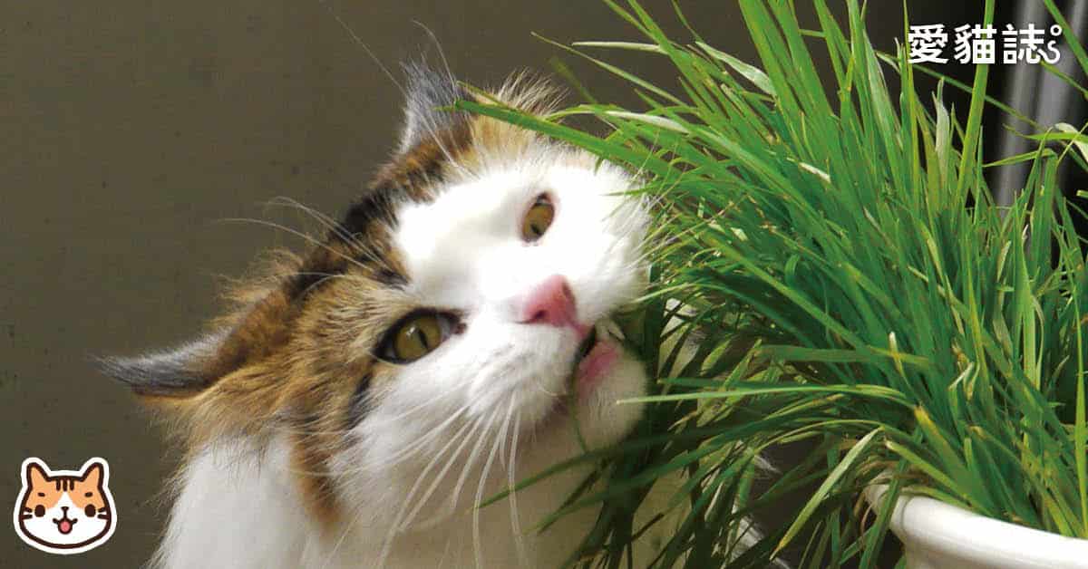 【貓草種植教學】小麥草輕鬆種，貓咪的天然化毛膏