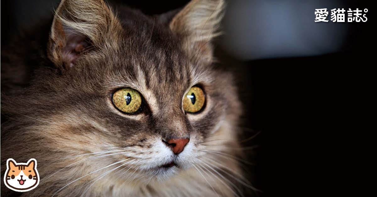 貓是色盲嗎？貓視力的3個秘密