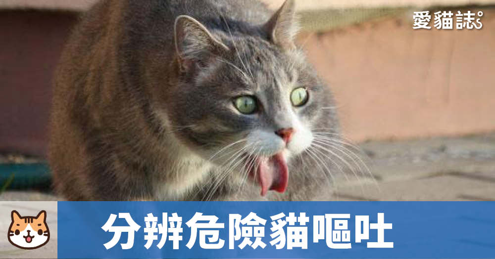 貓嘔吐怎麼辦？如何分辨貓嘔吐是安全或危險？