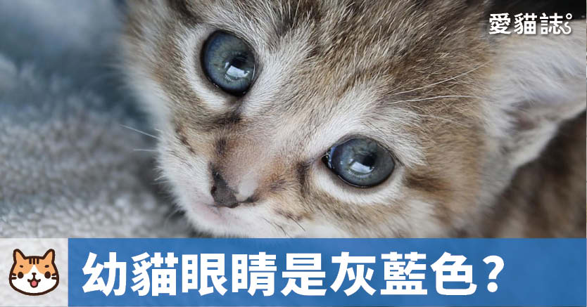 為什麼幼貓眼睛是灰藍色?