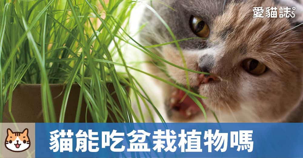 貓能吃盆栽的植物嗎?