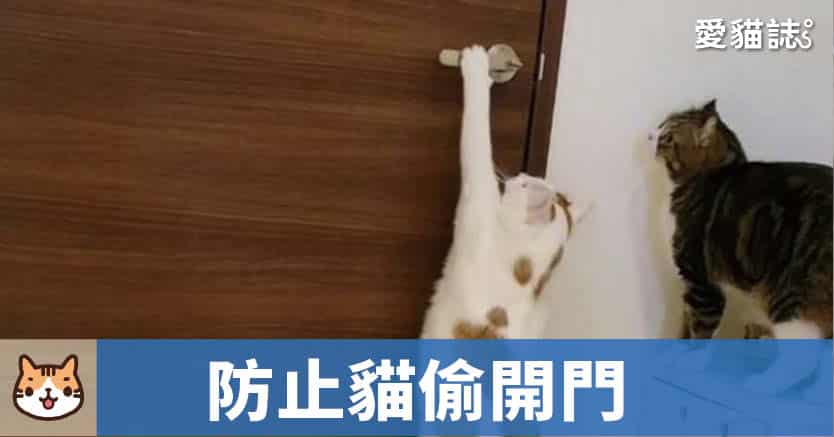 如何防止貓偷開門？