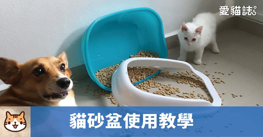 貓砂盆怎麼買？擺哪裡？貓砂倒多少？