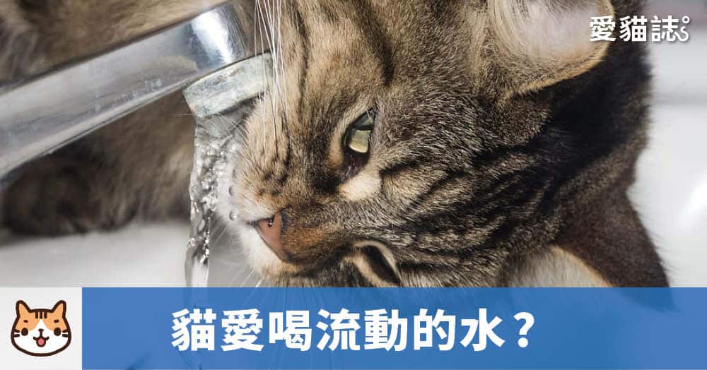 為什麼貓愛喝流動的水呢？流動水比較好喝？