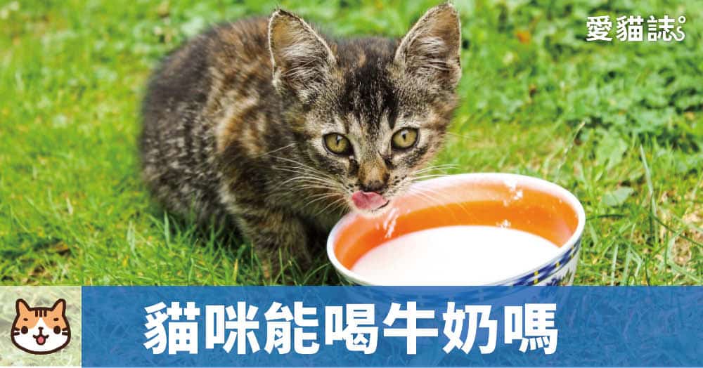 貓咪能喝牛奶嗎？貓咪喝牛奶會怎樣？