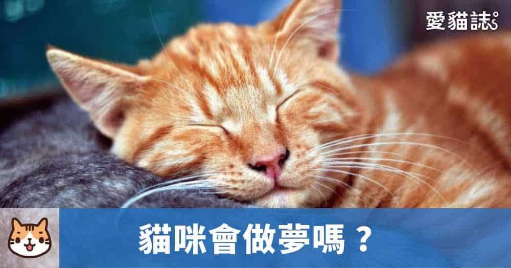 貓咪會做夢嗎？貓睡著時為什麼會抽動？