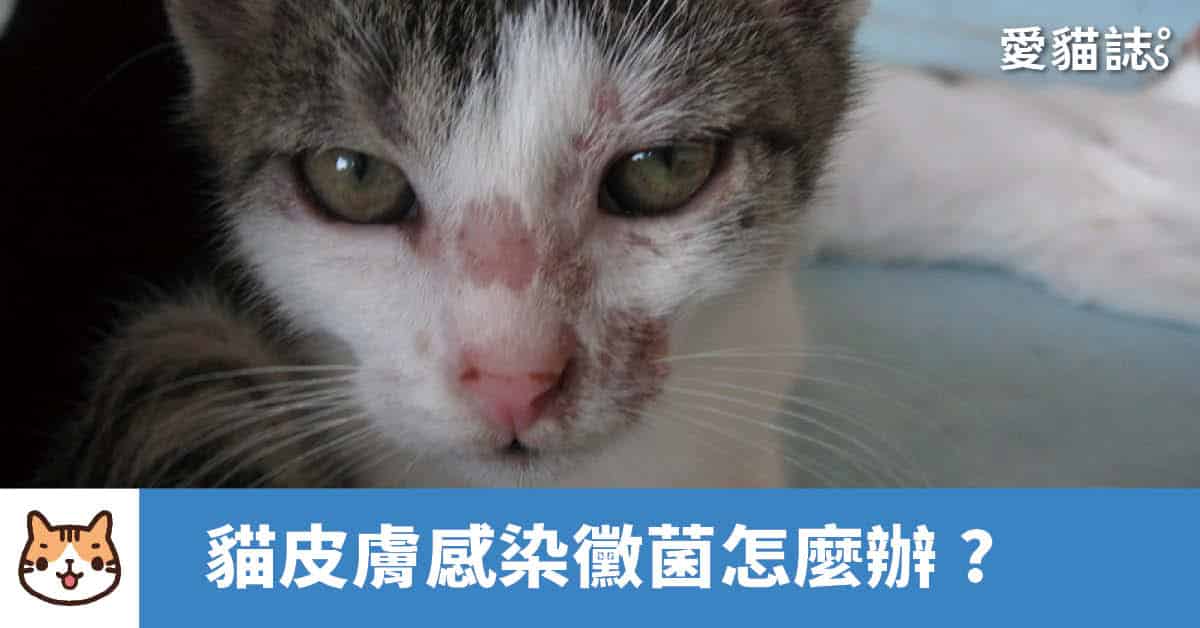 貓皮膚感染黴菌怎麼辦？貓皮膚黴菌病會傳染給人嗎？