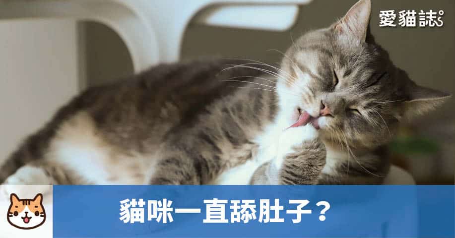 貓咪一直舔肚子？為什麼貓咪會過度理毛？