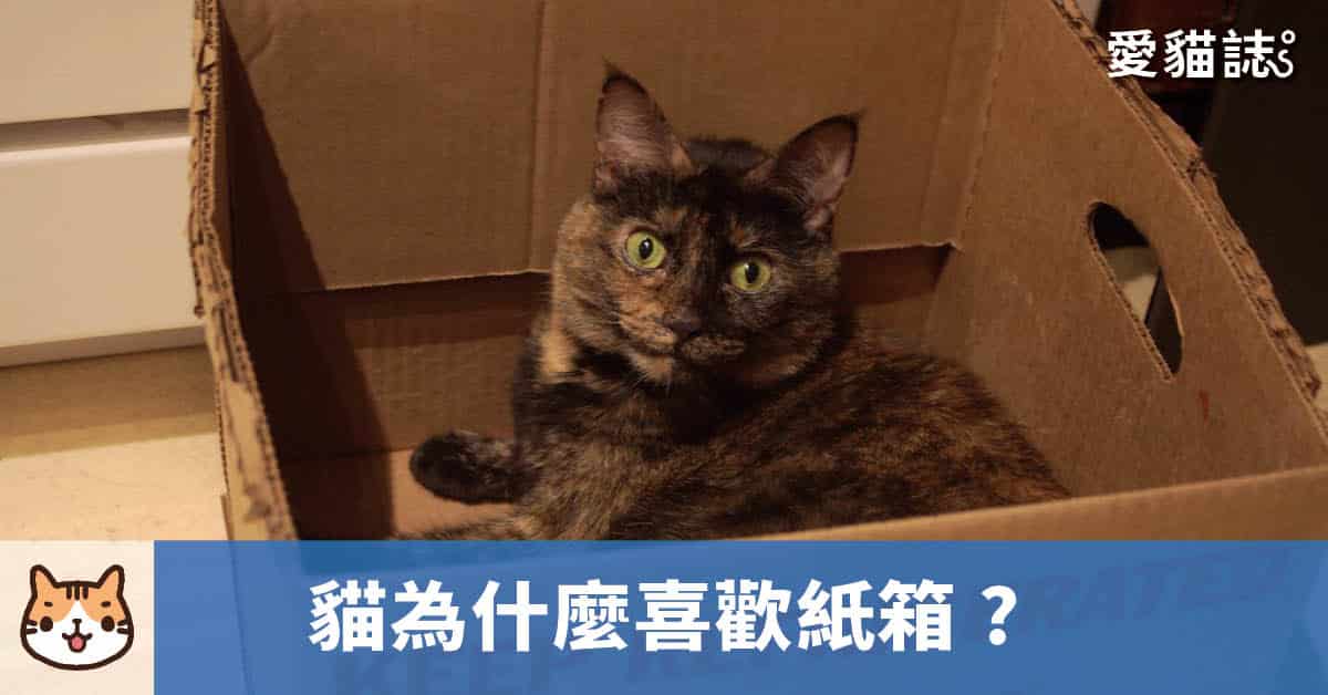 貓咪為什麼喜歡紙箱?