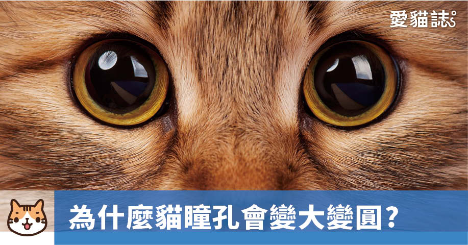 為什麼貓咪瞳孔會變大變圓？