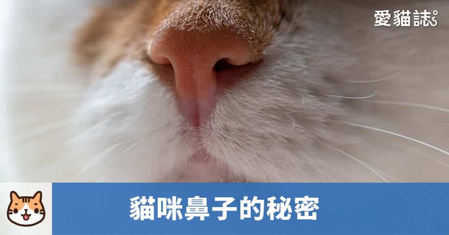 貓咪鼻子的秘密