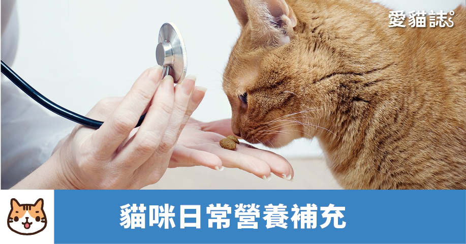 貓咪的營養補充 – 腸道免疫力篇
