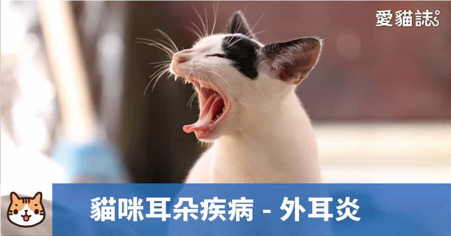 貓咪耳朵疾病-外耳炎
