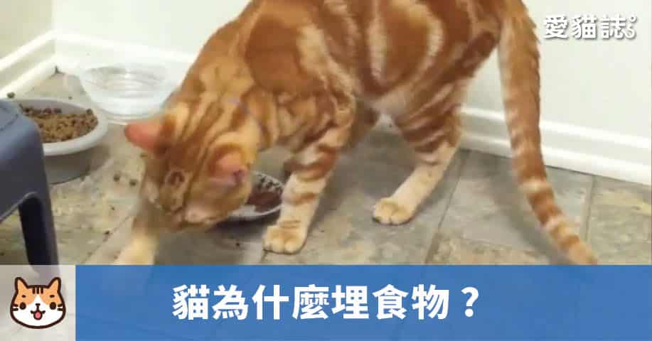 貓為什麼會對食物做出掩埋動作？