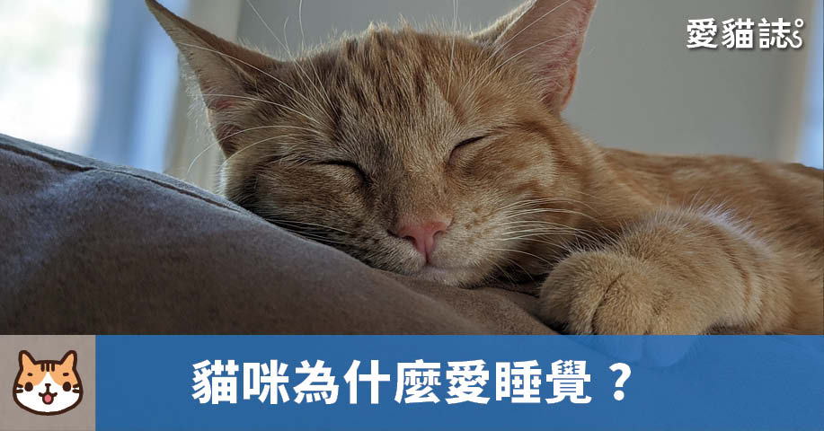 貓咪為什麼愛睡覺？每天的睡眠時間多長？