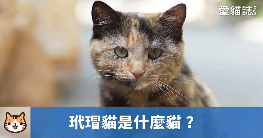 玳瑁貓是什麼貓？