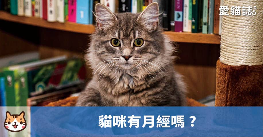 貓有月經嗎?是貓血尿還是貓月經?
