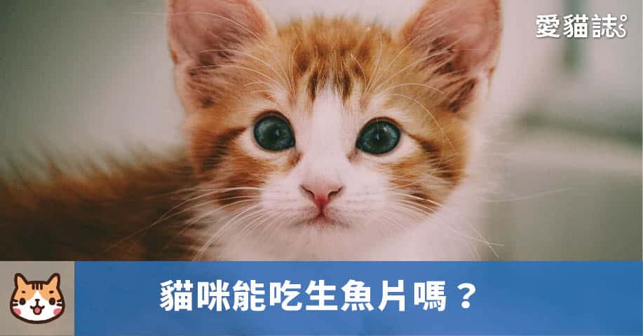 貓咪能吃生魚片嗎？